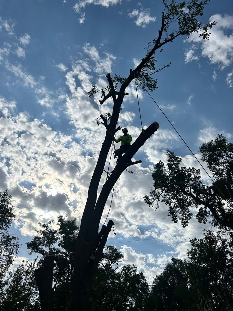 Lopez Tree Services - tree service in Albuquerque, NM
