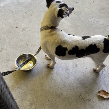 White Lion Cafe - They brought our dog water which was really nice and thoughtful. - American Near Me - Homestead, Florida White Lion Cafe - They brought our dog water which was really nice and thoughtful. - American Near Me - Homestead, Florida