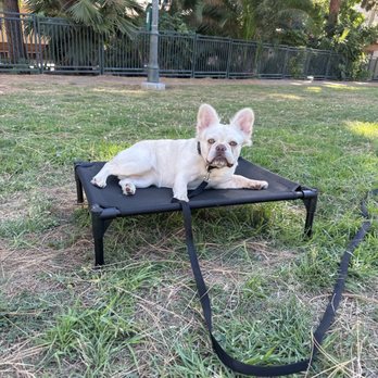 OffLeash SoCal - Kyia !! Fluffy Frenchie - Pet Training Near Me - Santa Monica, California OffLeash SoCal - Kyia !! Fluffy Frenchie - Pet Training Near Me - Santa Monica, California