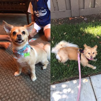 Barkley's Pet Spa - Here is a before and after - Pet Groomers Near Me - San Diego, California Barkley's Pet Spa - Here is a before and after - Pet Groomers Near Me - San Diego, California