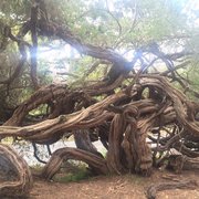 Photo of Golden Gate Park - San Francisco, CA, United States. Cool looking tree!