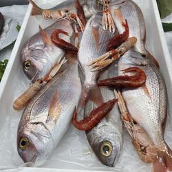 La Pergola - Fresh fish selection
