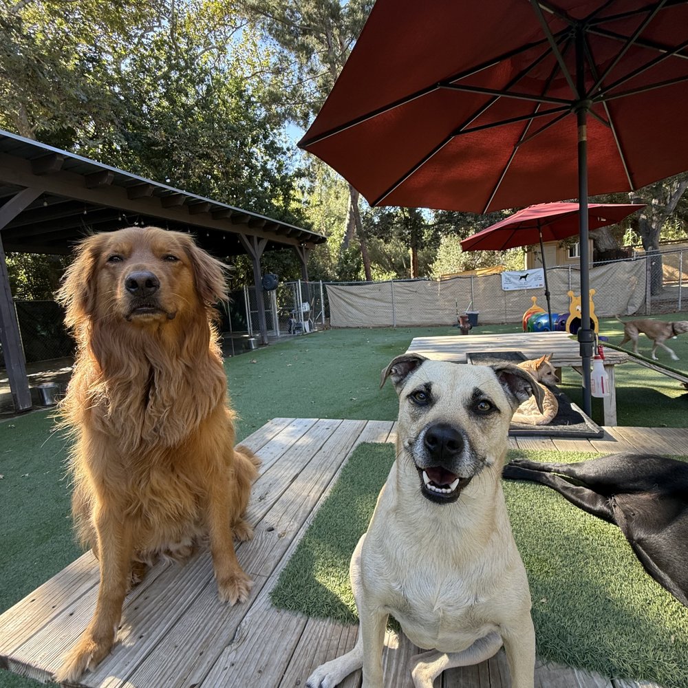 THE BEST 10 Dog Boarding near Solana Beach, CA 92075 - Updated 2026 -  Quality & Affordability - Yelp