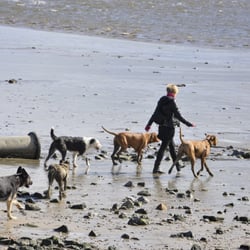 Hundewohl