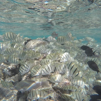 Pure Aloha Adventures - Two schools of fish merging on the reef - Tours Near Me - Honolulu, Hawaii