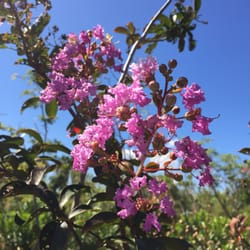 New Mililani Nursery