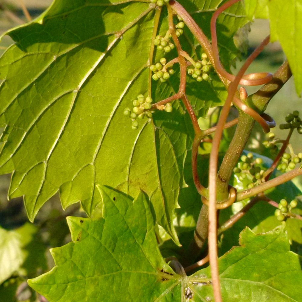 Bernhardt Winery - Grow, little babies! - Wineries Near Me - Plantersville, Texas Bernhardt Winery - Grow, little babies! - Wineries Near Me - Plantersville, Texas