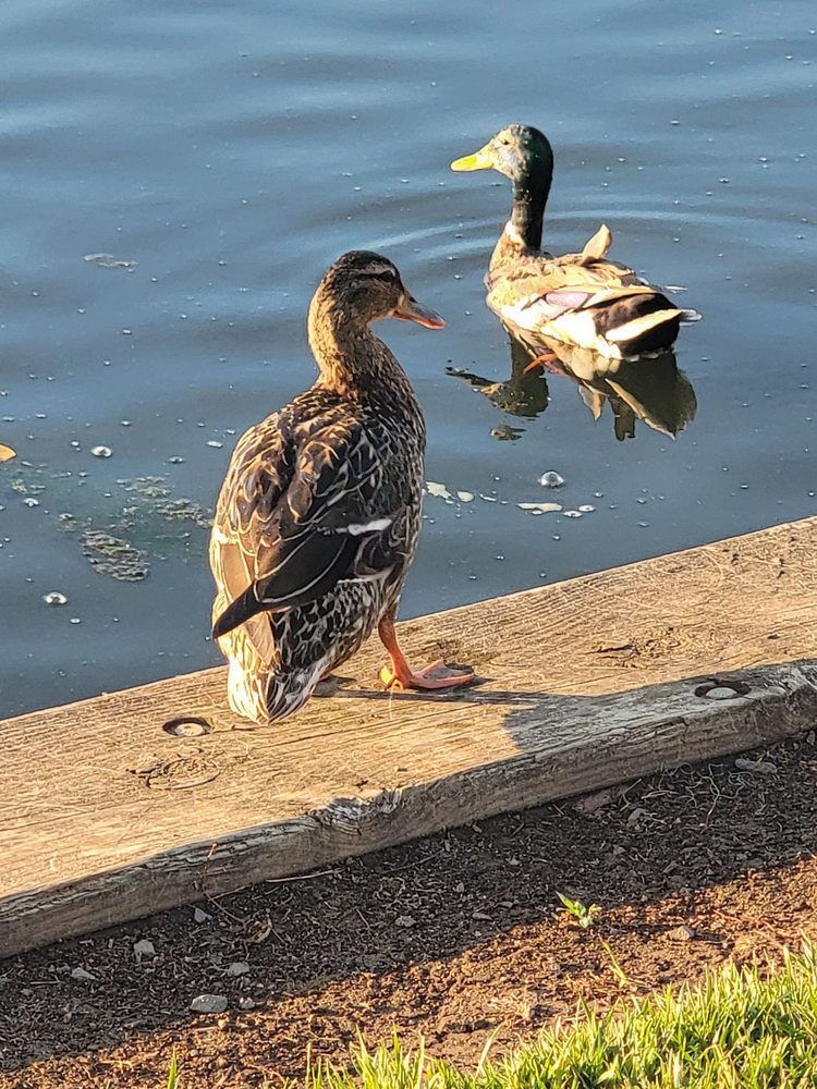Roosevelt County Park Image