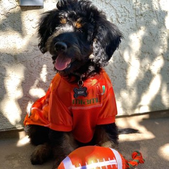 All Fur Pets Grooming - Pet Groomers Near Me All Fur Pets Grooming - Pet Groomers Near Me