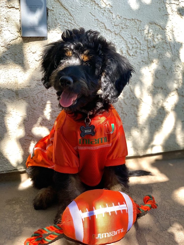 ALL FUR PETS GROOMING Updated August 2024 Bakersfield, California