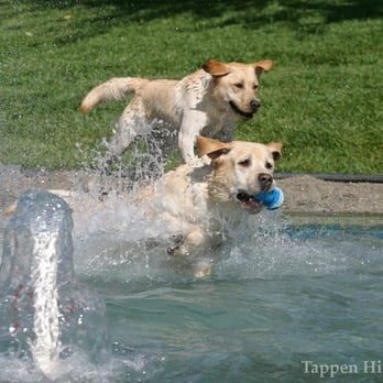 Tappen Hill - Pet Sitting Near Me - Sebastopol, California Tappen Hill - Pet Sitting Near Me - Sebastopol, California