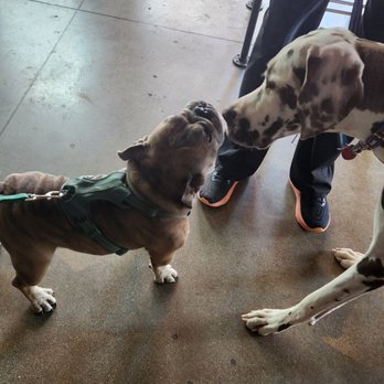 Corner - Bulldog and Great Dane say hello - Salad Near Me - Louisville, Kentucky Corner - Bulldog and Great Dane say hello - Salad Near Me - Louisville, Kentucky