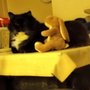 Cat Clinic & Hospital