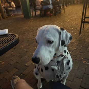 Volcanic Sushi + Sake - Dalmatian - Sushi Bars Near Me - Gainesville, Florida