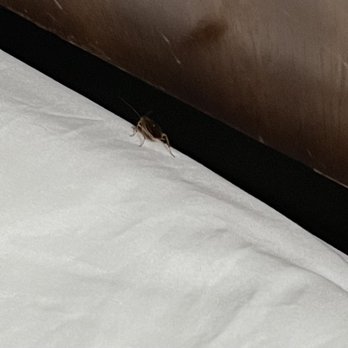 Econo Lodge - Roaches. Dirty hotel. - Hotels Near Me - Winter Haven, Florida Econo Lodge - Roaches. Dirty hotel. - Hotels Near Me - Winter Haven, Florida