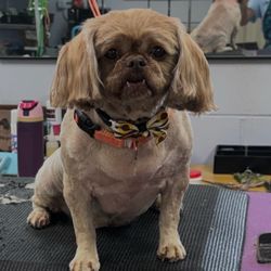 Meegan Kennels
