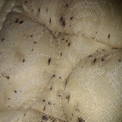 Holiday Lodge - Fricking bedbugs