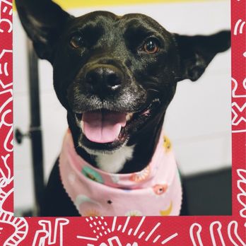 Village Pet Salon - Pet Groomers Near Me - La Mesa, California Village Pet Salon - Pet Groomers Near Me - La Mesa, California