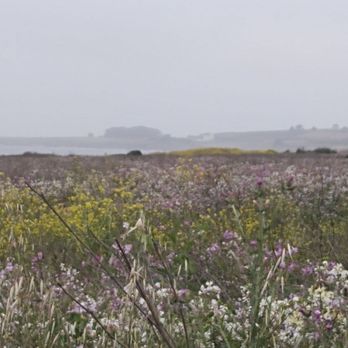 Año Nuevo State Park - Beaches Near Me - Pescadero, California