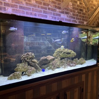 River Town Grill - Fish tank - Steakhouses Near Me - Williamstown, West Virginia