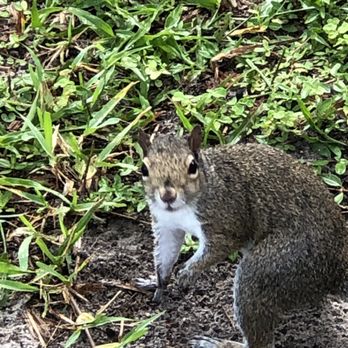 Pineapple Park - Pineapple Park resident. - Parks Near Me - Melbourne, Florida Pineapple Park - Pineapple Park resident. - Parks Near Me - Melbourne, Florida