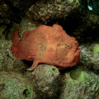 Dave's Scuba Connection - Scuba Diving Near Me