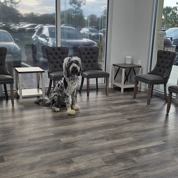 Visage Dermatology - Brody is one of the practice mascots. Amazing puppy! - Dermatologists Near Me - Saint Petersburg, Florida Visage Dermatology - Brody is one of the practice mascots. Amazing puppy! - Dermatologists Near Me - Saint Petersburg, Florida