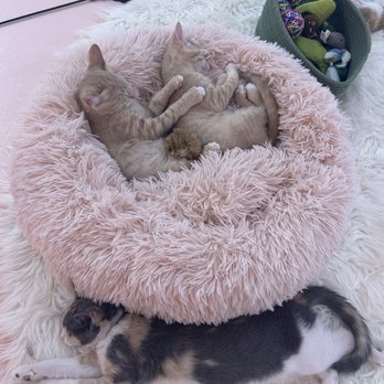 Cats and Caffeine - Coffee & Tea Near Me - Tampa Bay, Florida Cats and Caffeine - Coffee & Tea Near Me - Tampa Bay, Florida