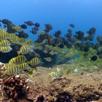 Banzai Divers Hawaii - Devin takes amazing photography! Beautiful shot of a school of Manini and Surgeonfish. - Scuba Diving Near Me - Honolulu, Hawaii