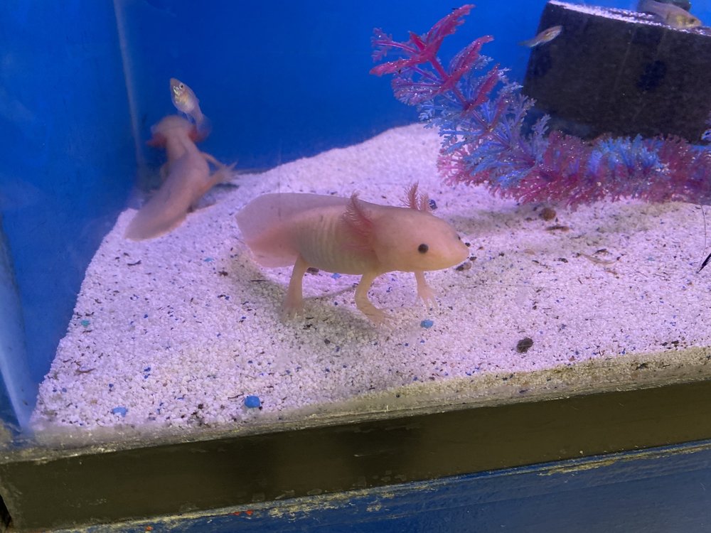 Tropical Kingdom 62 Photos 66 Reviews Pet Stores 1761 E Prince Rd Campus Farm Tucson Az Phone Number Yelp