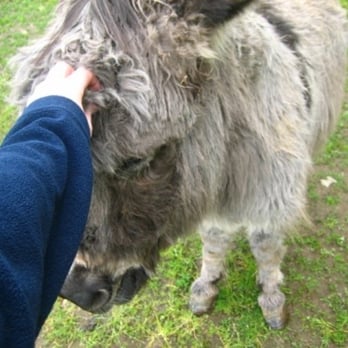 Leaping Lamb Farm - Poco, the burro, is very friendly - Vacation Rentals Near Me - Alsea, Oregon