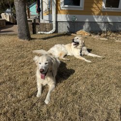 Angel Pets - Gracie and Journey