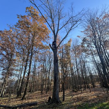 Wiggins Affordable Tree Service - Tree Services Near Me Wiggins Affordable Tree Service - Tree Services Near Me