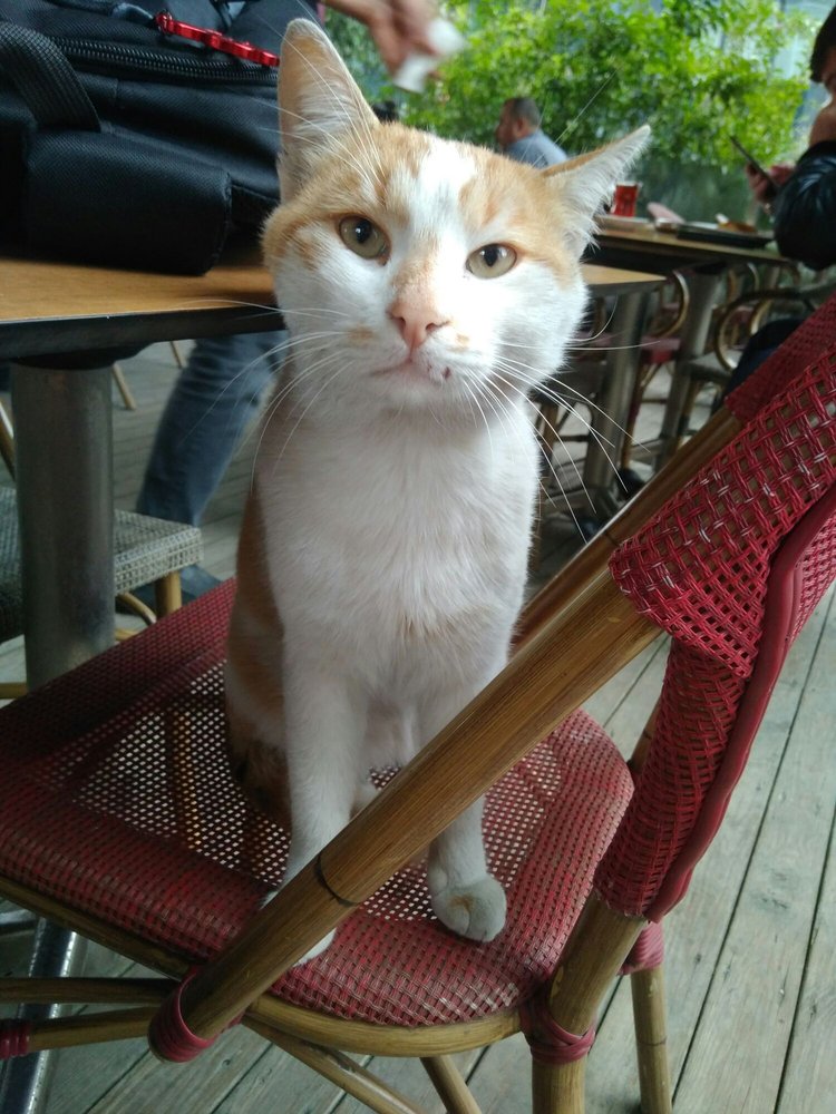 Tarihi Bilice Börekçisi photo 1