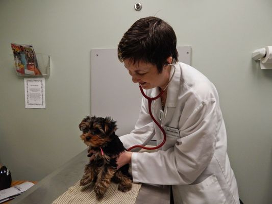 Greece Animal Hospital