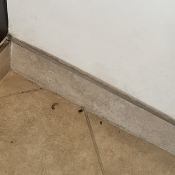 European Wax Center - More bugs  lol - Waxing Near Me - Redlands, California