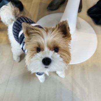 Coby’s Cafe - Coby the resident Yorkie. - Themed Cafes Near Me - Seattle, Washington Coby’s Cafe - Coby the resident Yorkie. - Themed Cafes Near Me - Seattle, Washington