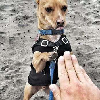 Bones, Hugs, and Harmony Pet Care - Dog Walkers Near Me - Seattle, Washington Bones, Hugs, and Harmony Pet Care - Dog Walkers Near Me - Seattle, Washington
