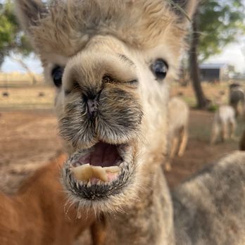 Black Barn Alpacas - Attraction Farms Near Me - Finksburg, Maryland