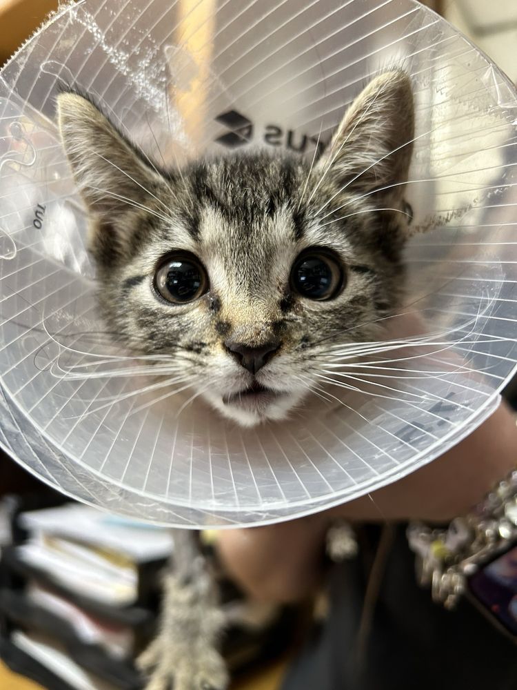 BELTON SMALL ANIMAL CLINIC Updated October 2024 51 Photos & 57