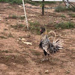 Everything is dirt. No proper walk way. Free running chickens