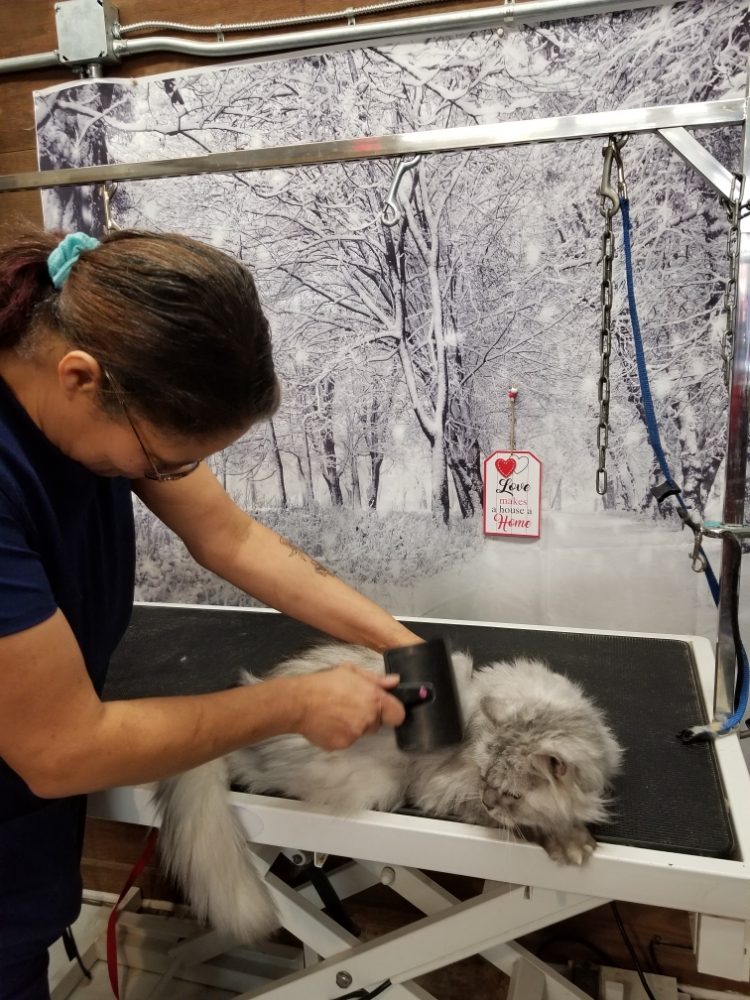 A COMFY PET GROOMING SALON 226 Photos & 10 Reviews 22935 John J