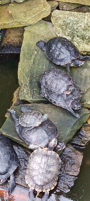 Allan Gardens Conservatory by null