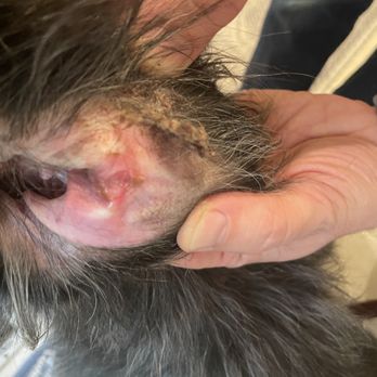Dogtopia - Her ear infection and caked dried yellow pus that developed as a result. - Pet Boarding Near Me - Portland, Oregon Dogtopia - Her ear infection and caked dried yellow pus that developed as a result. - Pet Boarding Near Me - Portland, Oregon