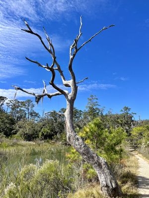Skidaway Island State Park by null