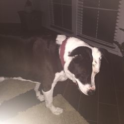 Happy Pets Complete Animal Care
