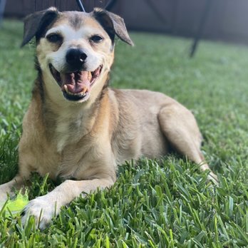 Sugar's Pet Sitting - Pet Sitting in Dallas TX - Dog Walkers Near Me - Dallas, Texas Sugar's Pet Sitting - Pet Sitting in Dallas TX - Dog Walkers Near Me - Dallas, Texas