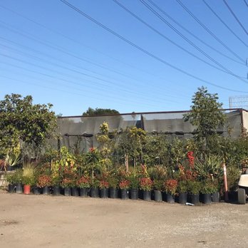 Ricardo's Nursery - Huge place Nov 2022 - Nurseries & Gardening Near Me - Long Beach, California Ricardo's Nursery - Huge place Nov 2022 - Nurseries & Gardening Near Me - Long Beach, California