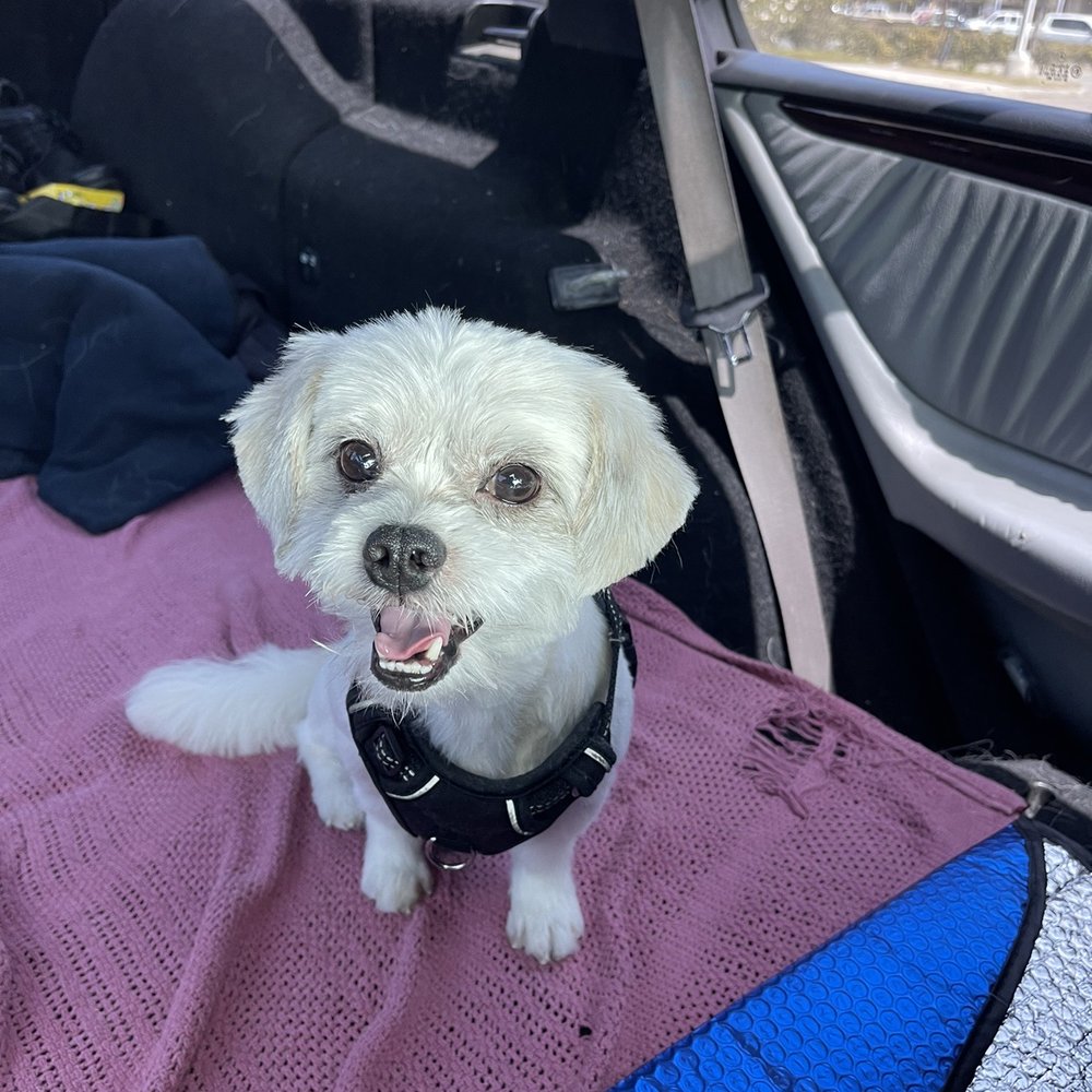 Underdog Pet Stylist - Charlie after - Pet Groomers Near Me - Oxnard, California Underdog Pet Stylist - Charlie after - Pet Groomers Near Me - Oxnard, California