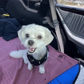 Underdog Pet Stylist - Charlie after - Pet Groomers Near Me - Oxnard, California Underdog Pet Stylist - Charlie after - Pet Groomers Near Me - Oxnard, California